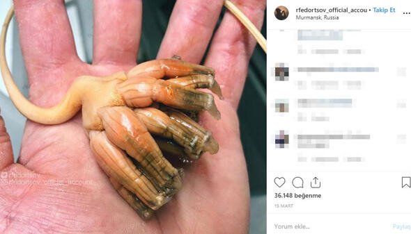 Bu canlıları görenler denize girmekten korkuyor 4