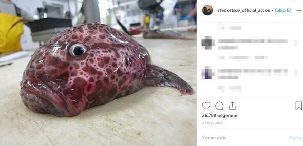 Bu canlıları görenler denize girmekten korkuyor 6