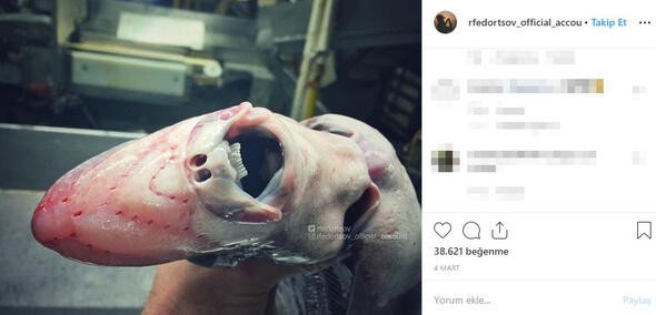 Bu canlıları görenler denize girmekten korkuyor 7