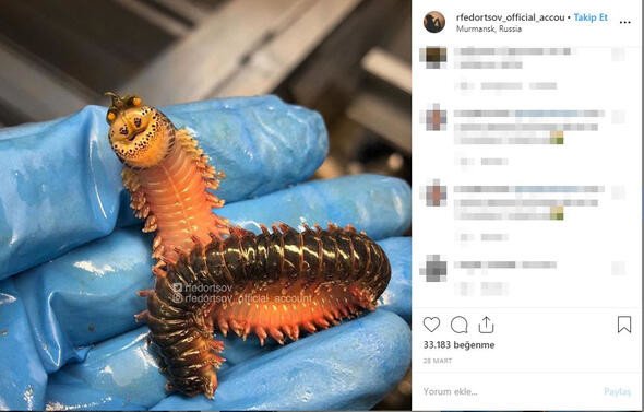 Bu canlıları görenler denize girmekten korkuyor 8