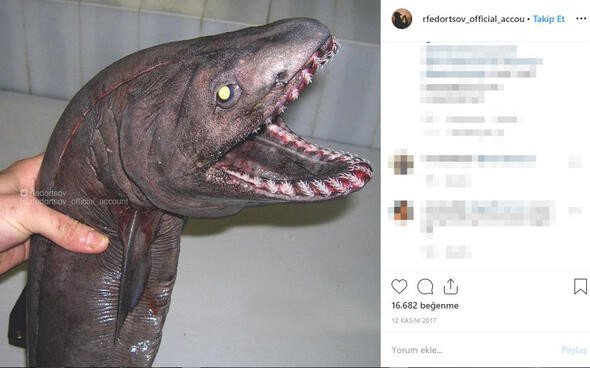 Bu canlıları görenler denize girmekten korkuyor 9