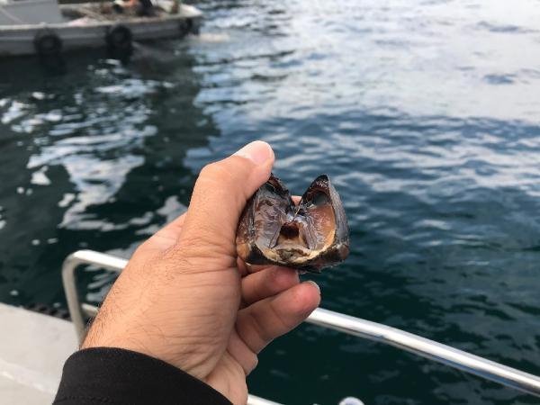 Boğaz'da kaçak midye avcılarına operasyon 12