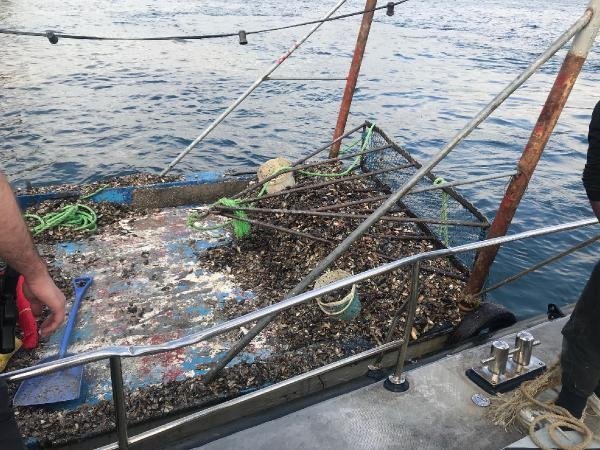 Boğaz'da kaçak midye avcılarına operasyon 14