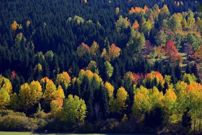Artvin ormanları sonbaharda bir başka güzel 10