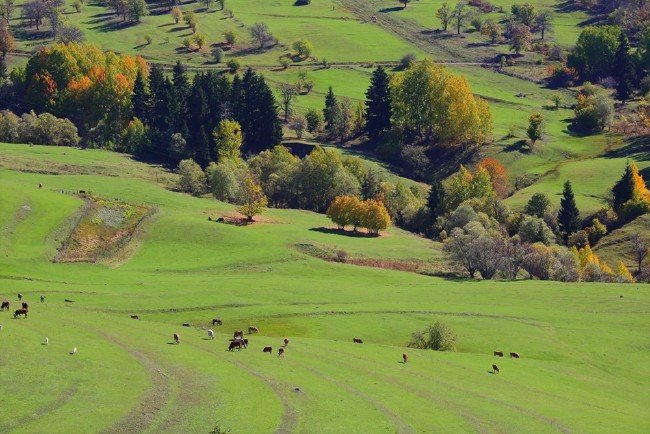 Artvin ormanları sonbaharda bir başka güzel 8