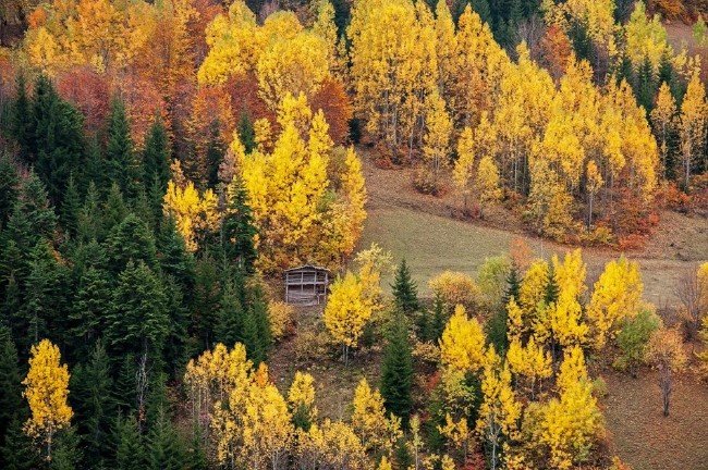 Artvin ormanları sonbaharda bir başka güzel 9