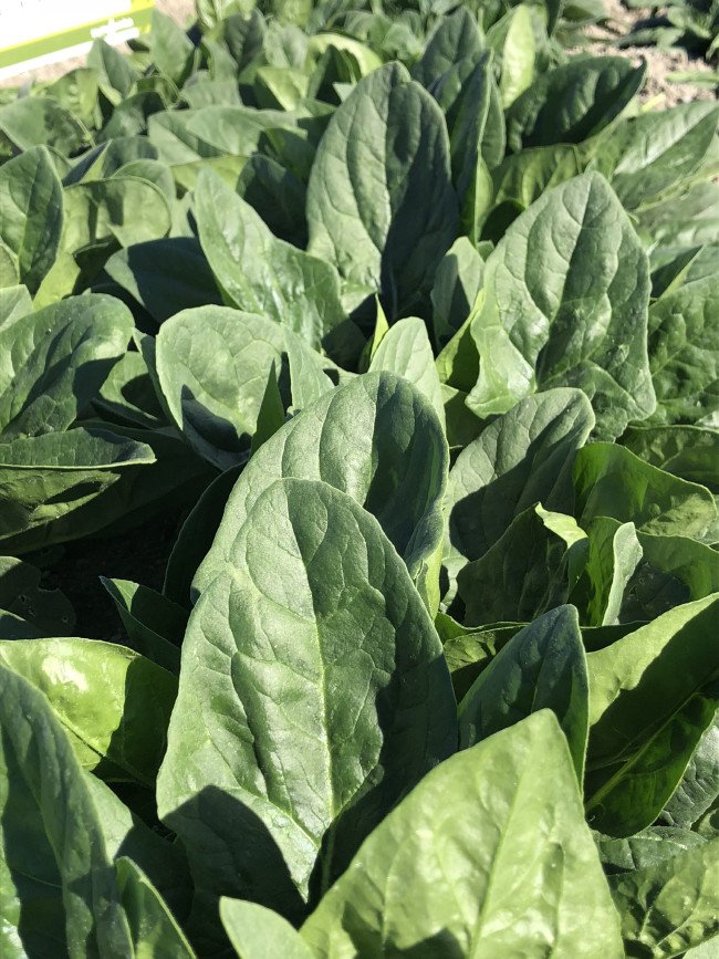 Ispanak nasıl yıkanmalı, pişirilmeli? 7