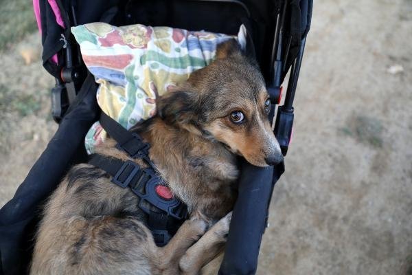 Felçli köpeğine bebek gibi bakıyor 13