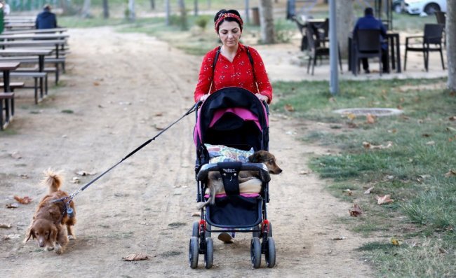 Felçli köpeğine bebek gibi bakıyor 1
