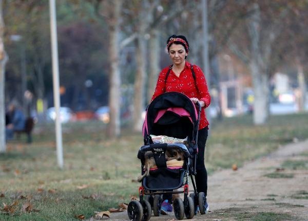 Felçli köpeğine bebek gibi bakıyor 2