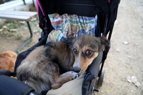Felçli köpeğine bebek gibi bakıyor 11
