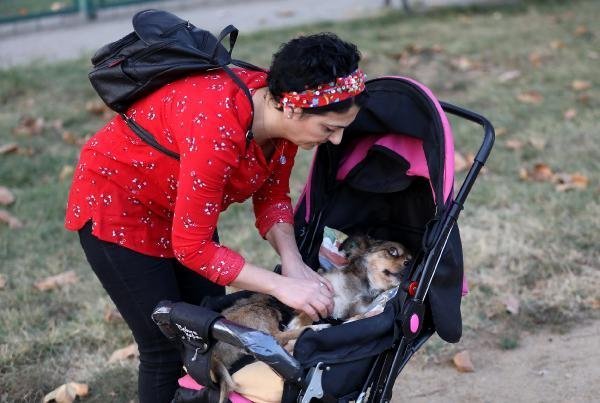 Felçli köpeğine bebek gibi bakıyor 3