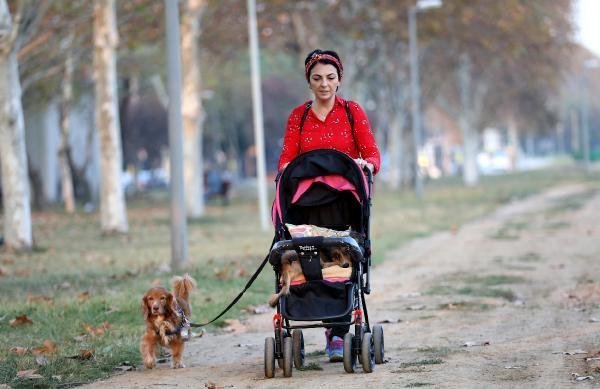 Felçli köpeğine bebek gibi bakıyor 7