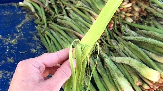 Bu balığı sakın yemeyin! Siyanürden bile zehirli 5