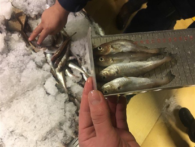 13 ton balığa el konuldu 5