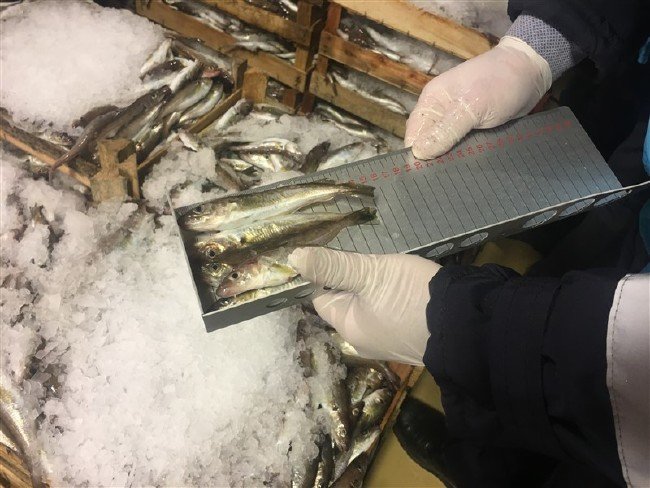13 ton balığa el konuldu 7