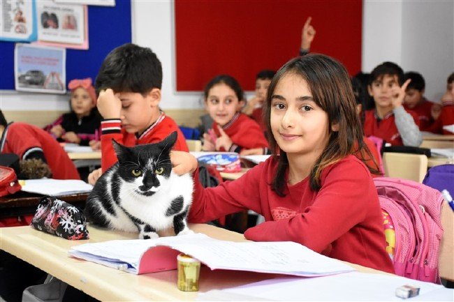 'Kartal' kedi okulun maskotu oldu 1