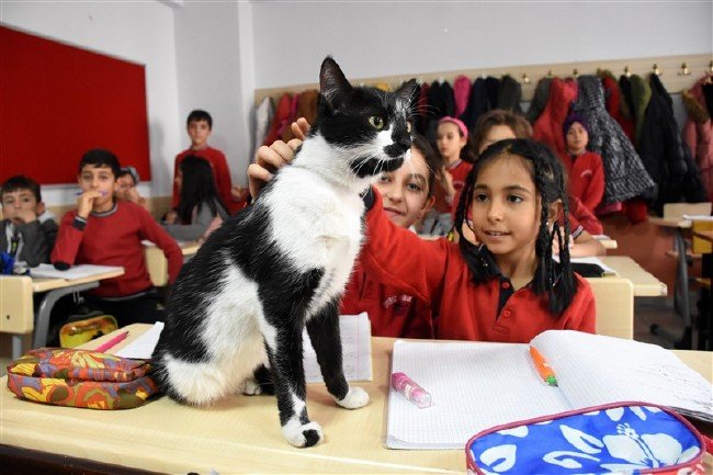 'Kartal' kedi okulun maskotu oldu 3