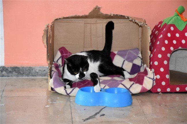 'Kartal' kedi okulun maskotu oldu 4