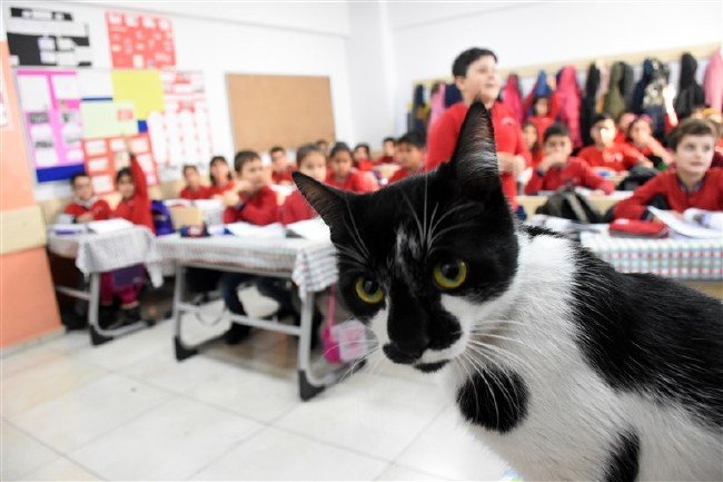'Kartal' kedi okulun maskotu oldu 6