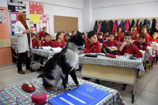 'Kartal' kedi okulun maskotu oldu 7