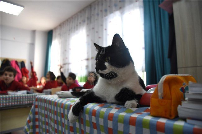 'Kartal' kedi okulun maskotu oldu 8