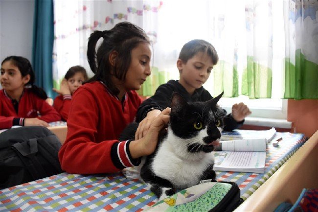 'Kartal' kedi okulun maskotu oldu 9
