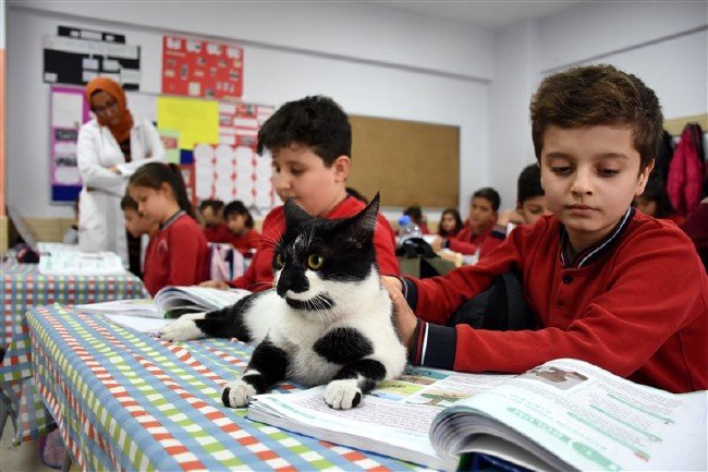 'Kartal' kedi okulun maskotu oldu 10