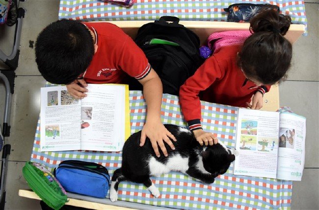 'Kartal' kedi okulun maskotu oldu 13