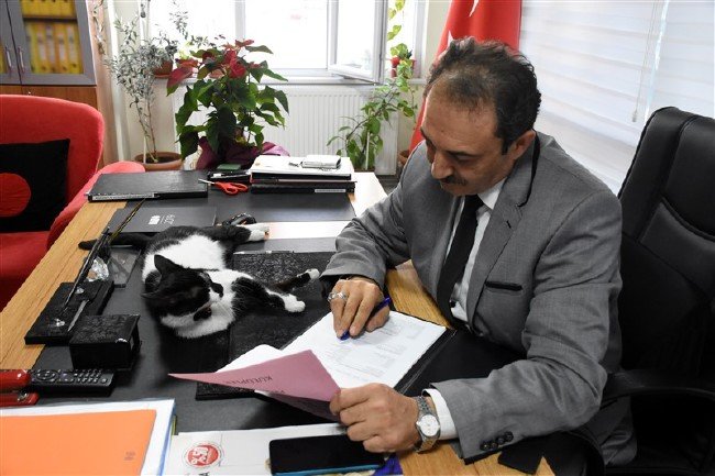 'Kartal' kedi okulun maskotu oldu 15