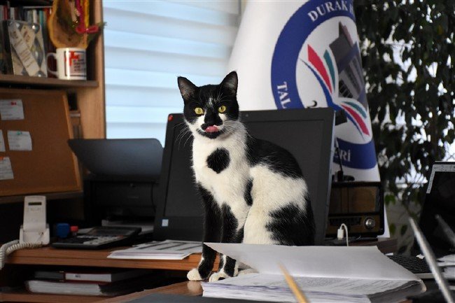 'Kartal' kedi okulun maskotu oldu 16