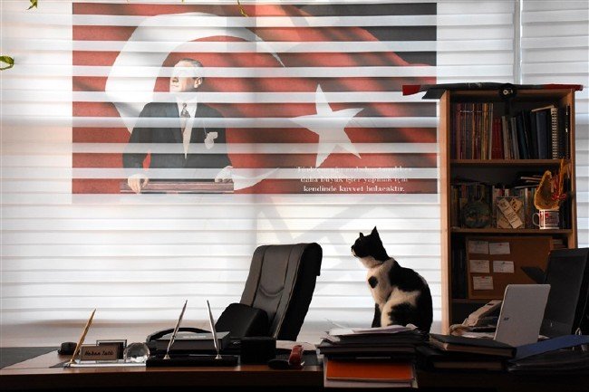 'Kartal' kedi okulun maskotu oldu 17