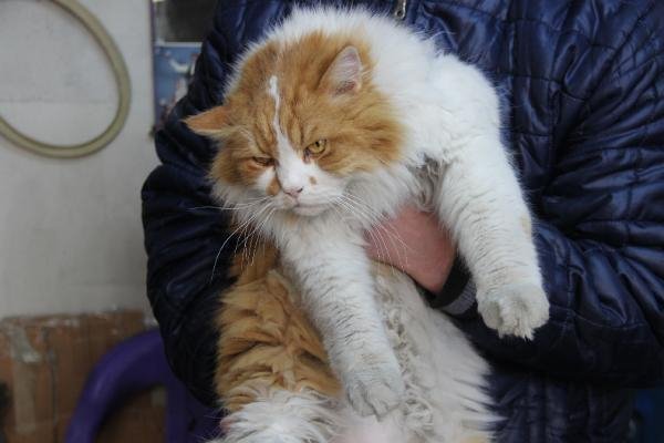 8 kiloluk kedi 'Şerafettin' 7