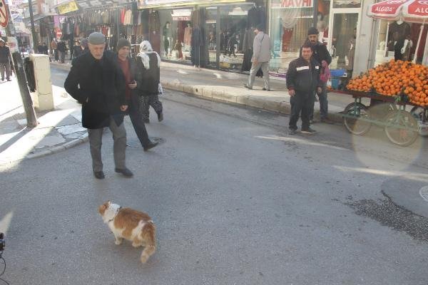 8 kiloluk kedi 'Şerafettin' 3