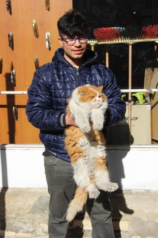 8 kiloluk kedi 'Şerafettin' 8