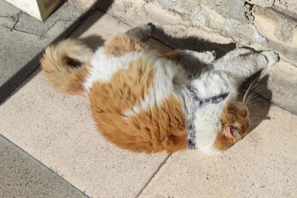 8 kiloluk kedi 'Şerafettin' 6