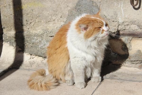 8 kiloluk kedi 'Şerafettin' 4