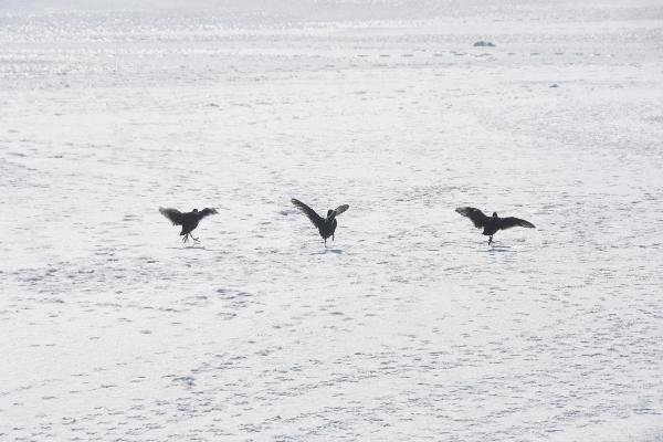 Sivas'ta 'Sibirya soğukları' 14