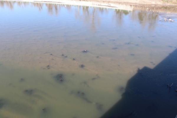 Meriç'te sular çekildi, tarih ortaya çıktı 9