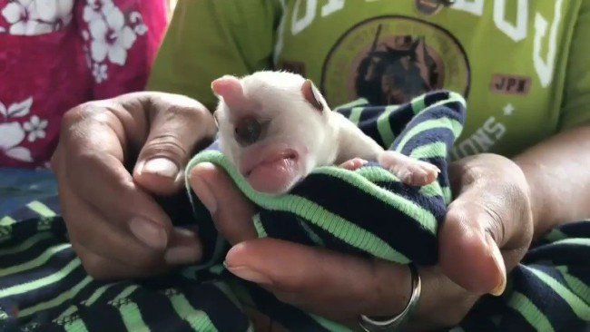 Tek gözlü mucize köpek hayata tutundu 10
