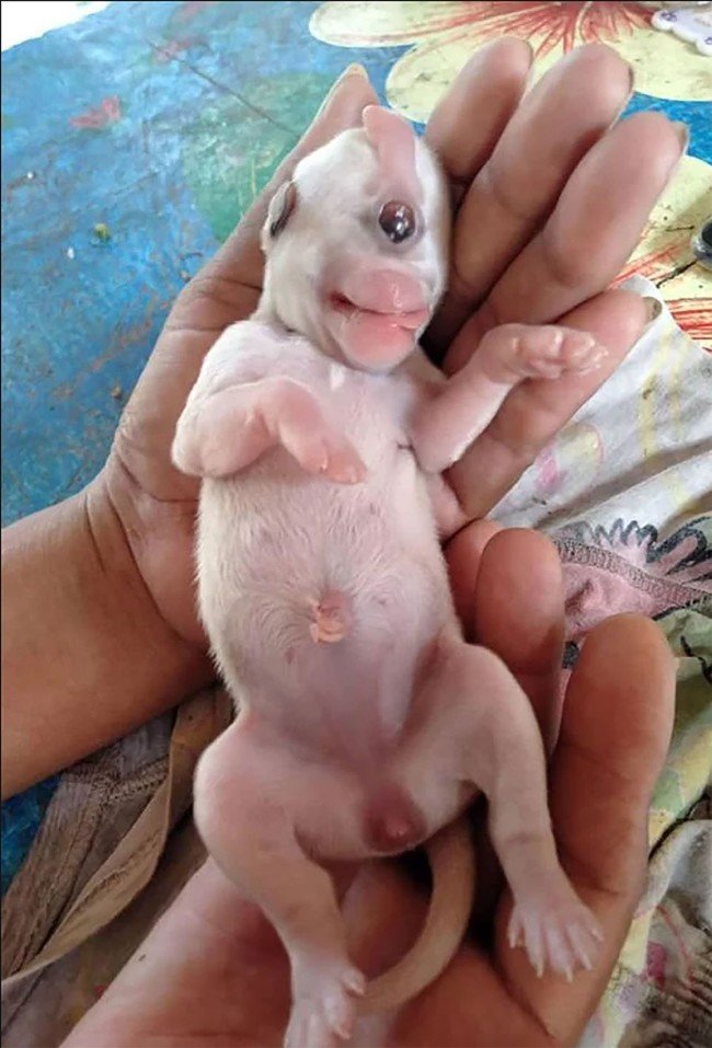 Tek gözlü mucize köpek hayata tutundu 11