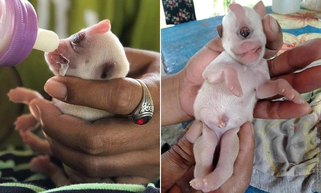 Tek gözlü mucize köpek hayata tutundu 3
