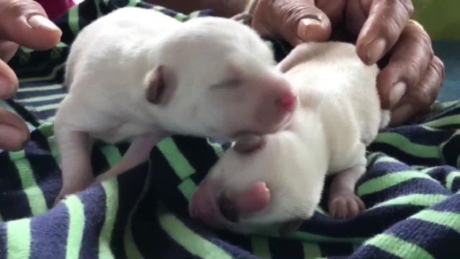Tek gözlü mucize köpek hayata tutundu 4