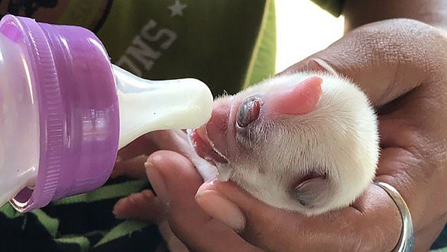 Tek gözlü mucize köpek hayata tutundu 5