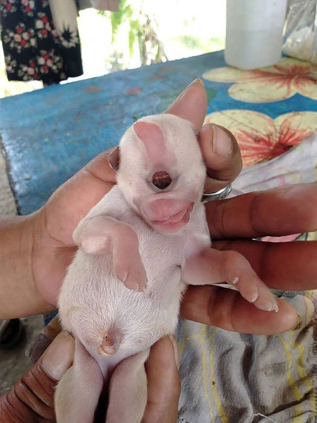 Tek gözlü mucize köpek hayata tutundu 6