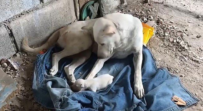 Tek gözlü mucize köpek hayata tutundu 8