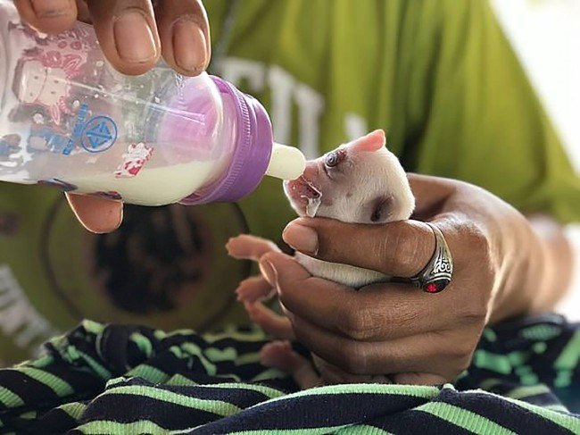 Tek gözlü mucize köpek hayata tutundu 9