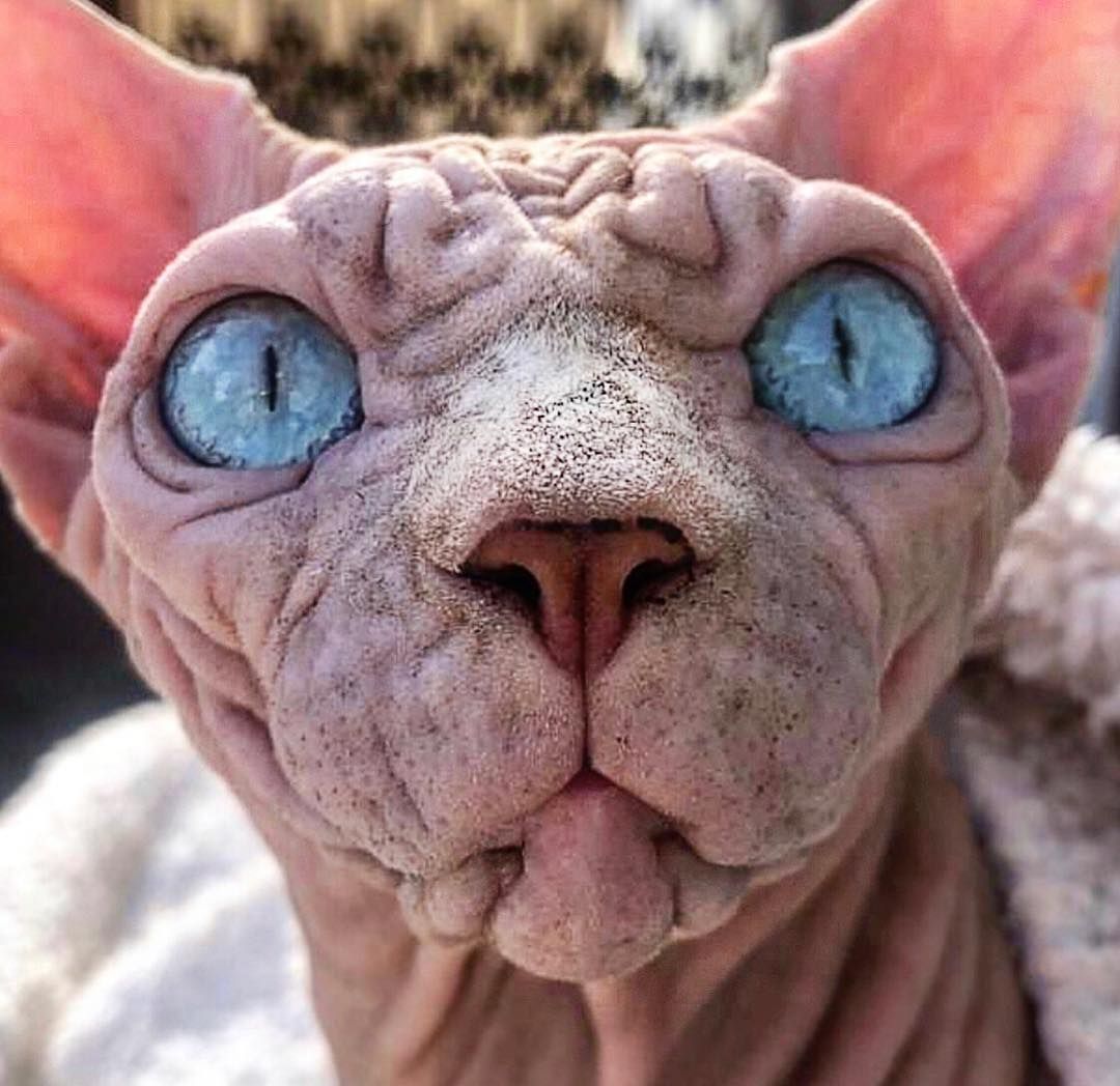 Görüntüsüyle korkutan kedi Xherdan sosyal medyada ilgi çekti