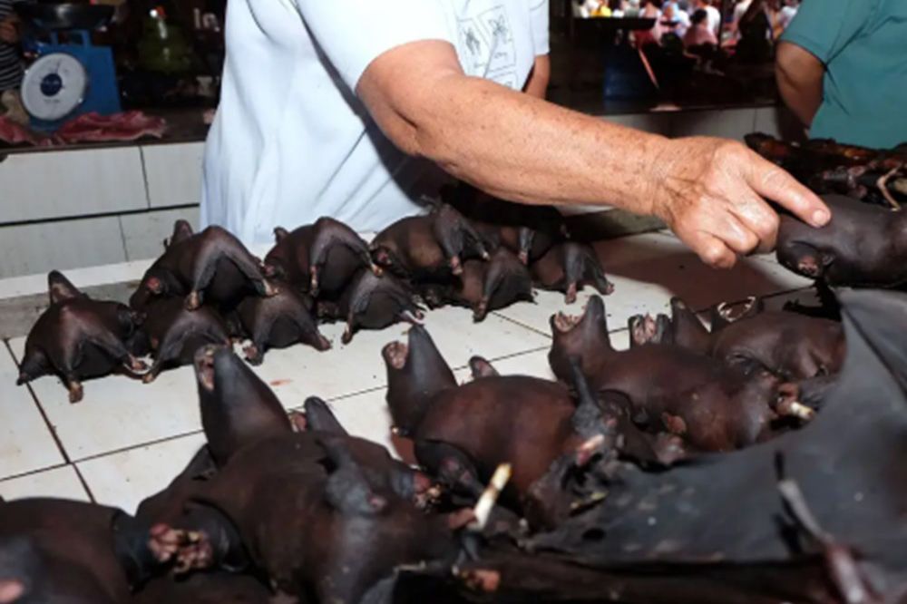 Doğanın tahribi virüslerin hayvanlardan insanlara geçişine sebep oldu 2