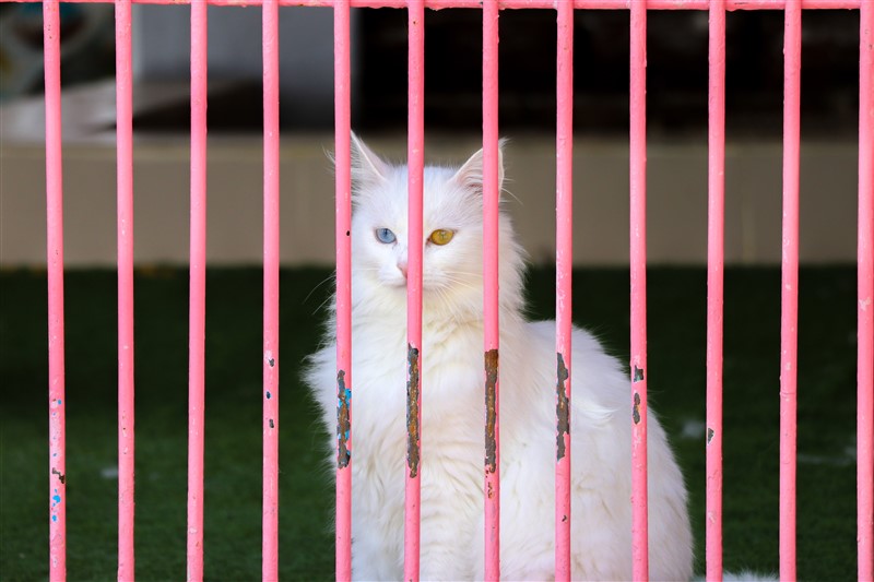 Van kedileri koronaya karşı özenle korunuyor 9